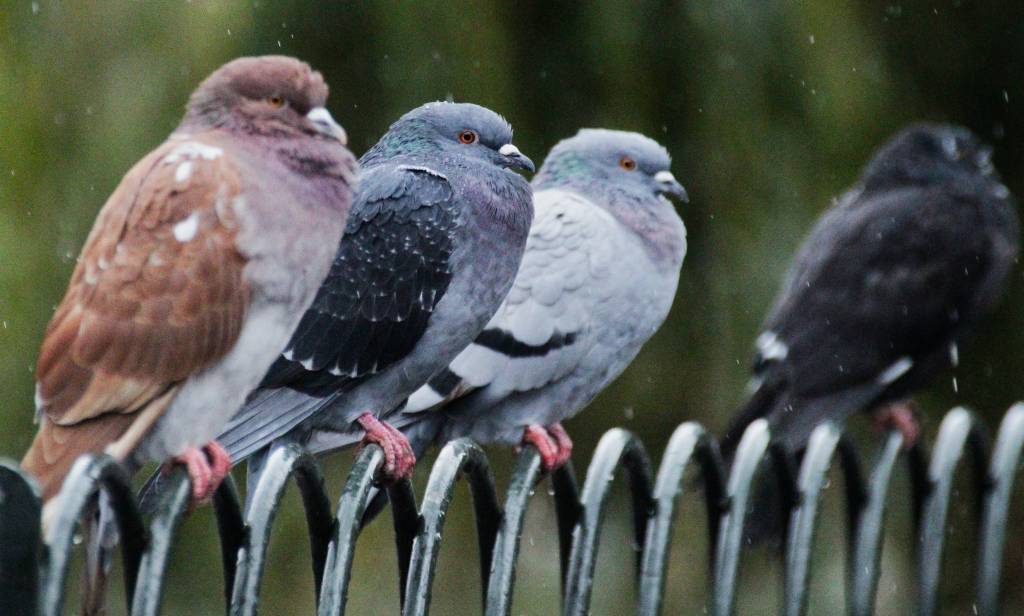 Tauben auf einem Zaun